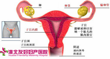 女性患宫颈息肉对生育有影响吗?